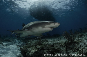 Lemon Sharks patrol Tiger Beach constantly looking for ni... by Steven Anderson 